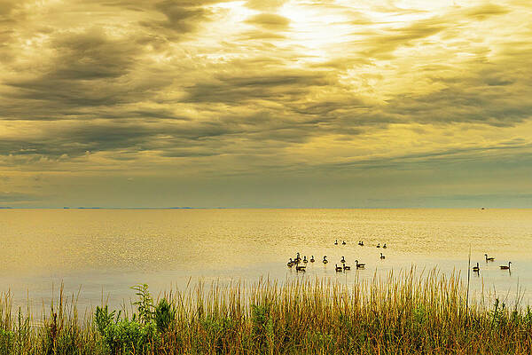 Water Photograph - Jockey's Ridge Geese by David Fountain