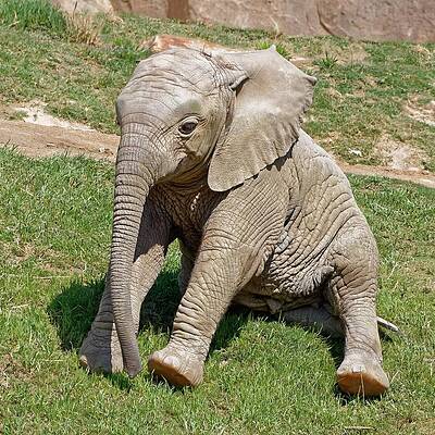 Usa Wall Art featuring the photograph Jolly Elephant by KJ Swan