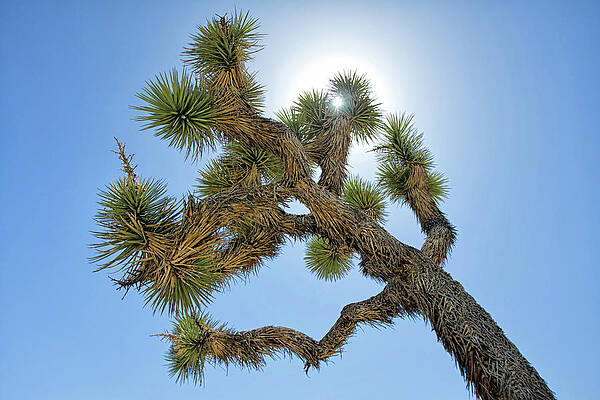 Wall Art featuring the photograph Joshua Tree 1 by Lisa Chorny