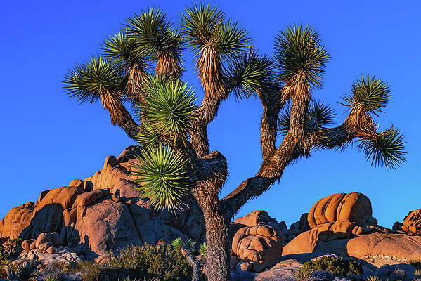 Tree Photograph - Joshua Tree At Jumbo Rocks 2, California by Abbie Warnock