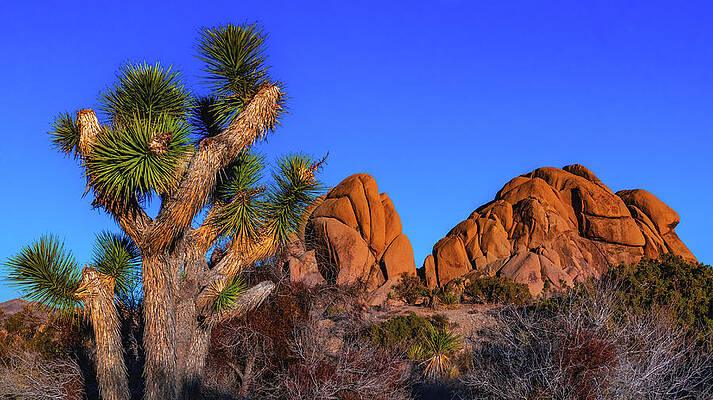 California Photograph - Joshua Tree At Jumbo Rocks, California by Abbie Warnock