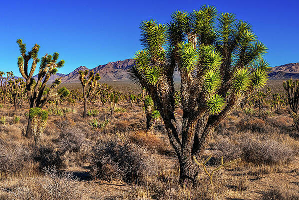 California Photograph - Joshua Tree In Mojave Preserve, California by Abbie Warnock