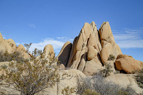 California Wall Art featuring the photograph Joshua Tree National Park 2 by Cindy Robinson