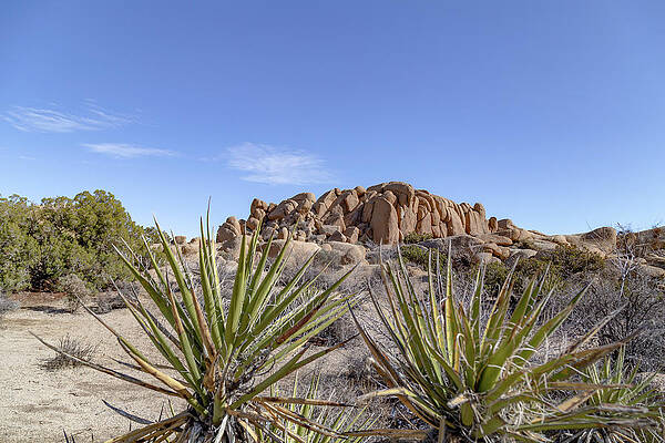 California Wall Art featuring the photograph Joshua Tree National Park 3 by Cindy Robinson