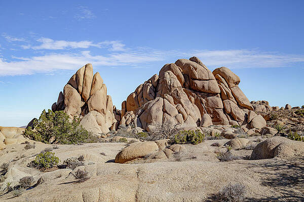 California Wall Art featuring the photograph Joshua Tree National Park by Cindy Robinson