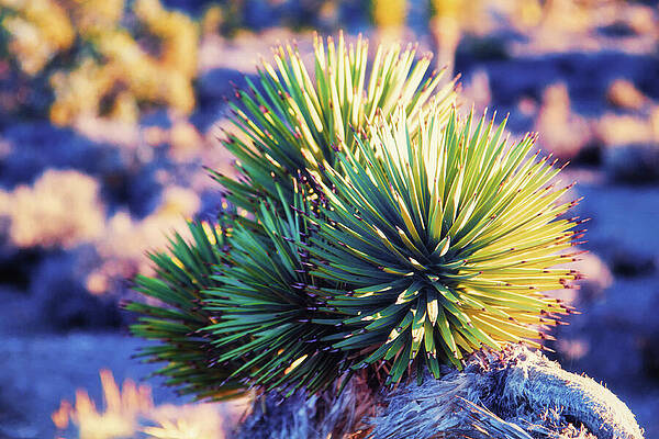 Nevada Wall Art featuring the photograph Joshua Tree, Nevada - Closeup by Tatiana Travelways