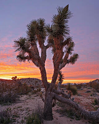 Nature Photograph - February 2021 Joshua Tree Sunrise by Alain Zarinelli
