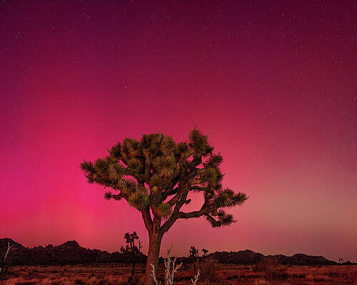 Nature Photograph - Joshua Tree With Aurora Borealis 2 by Bruce Feagle