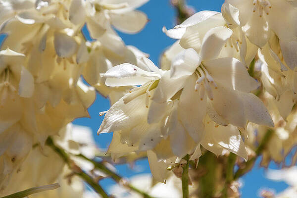 Wall Art featuring the photograph Joshua White Flowers In Bloom by Tatiana Travelways