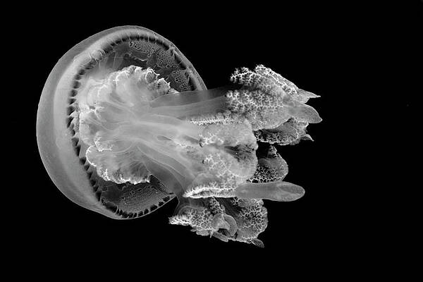 Black And White Photograph - Journey by Gina Cinardo