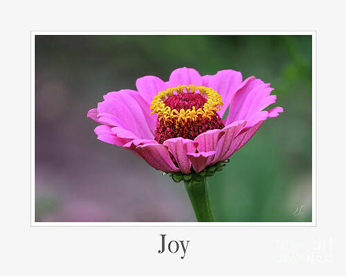 Wall Art featuring the photograph Joy by D Lee