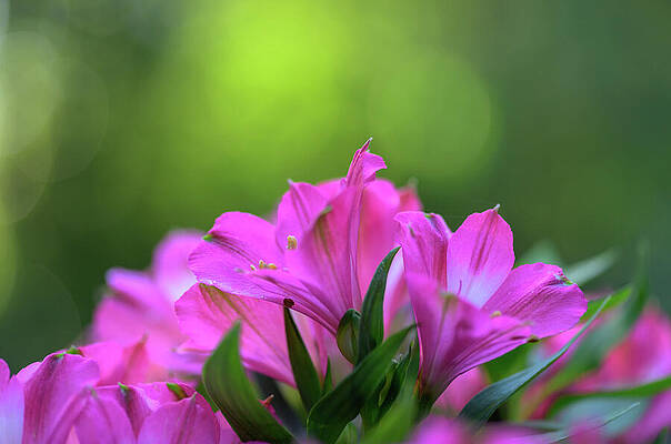 Vibrant Pink Flowers in Bloom Photograph
