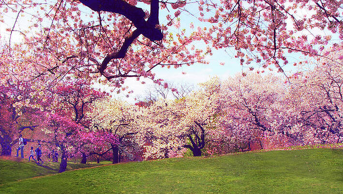 Jessica Jenney Flowering Spring Trees Wall Art