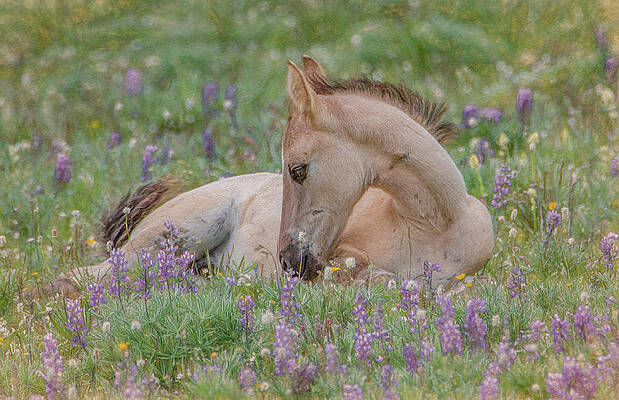 Spring Photograph - Joy In The Meadow by Marcy Wielfaert