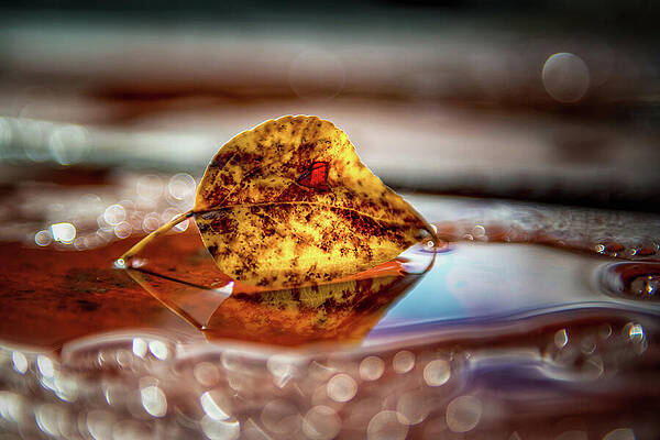 Blue Photograph - Joyous Leaf by Ursula Abresch