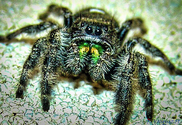 Hawk Photograph - Jumping Spider by Rene Vasquez