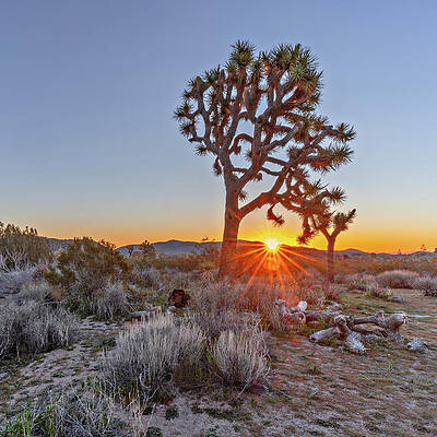 Nature Photograph - June 2019 Joshua Tree by Alain Zarinelli