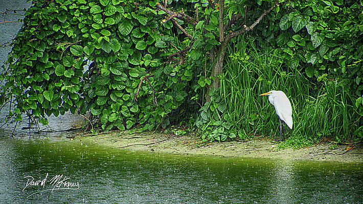 Wall Art featuring the photograph June Downpour by David McKinney