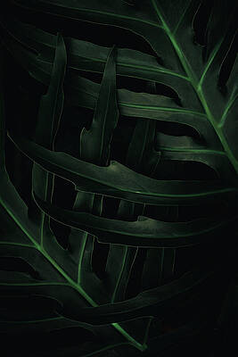 Wall Art featuring the photograph Jungle Foliage Deep Green by Printed View