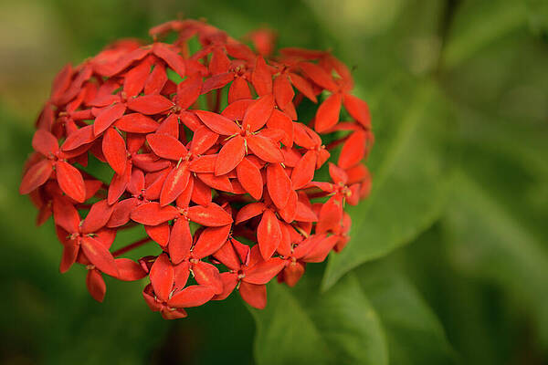 Wall Art featuring the photograph Jungle Geranium Blossom by Nancy Gleason
