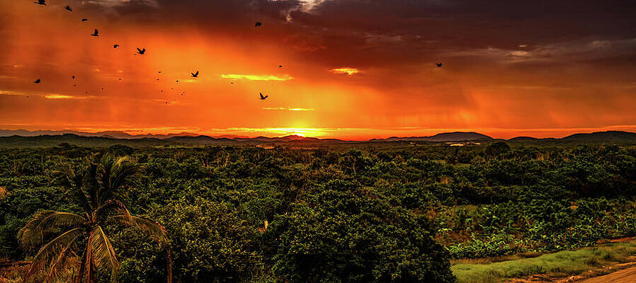 Sunrise Wall Art featuring the photograph Jungle Sunrise From Mazatlan Mexico by Tommy Farnsworth