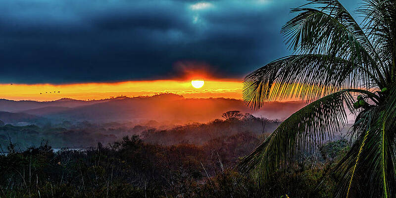 Sunrise Wall Art featuring the photograph Jungle Sunrise Mazatlan Mexico by Tommy Farnsworth