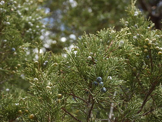 Photograph - Juniper Berries by Amanda R Wright