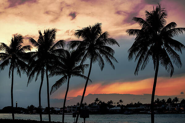 Moody Wall Art featuring the photograph Jupiter Inlet Palms At Sunset by Laura Fasulo