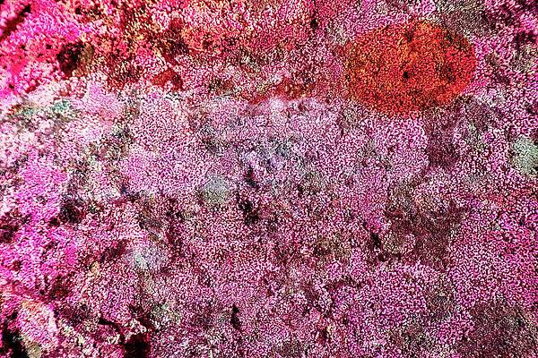 Wall Art featuring the digital art Jupiterized Lichen On A Rock by Bruce Block