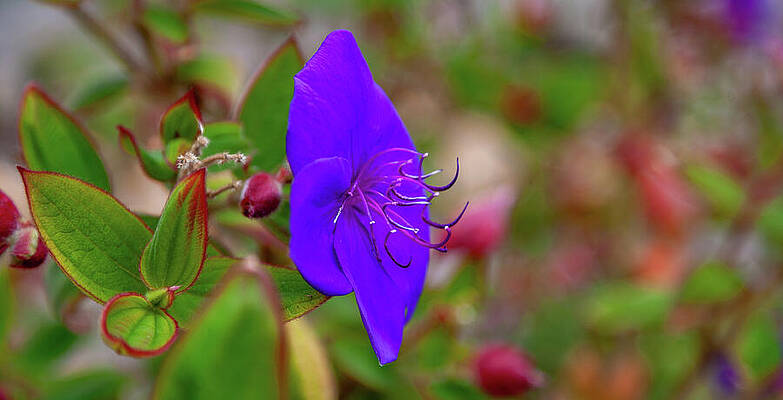 California Photograph - Just Another Flower by Tommy Farnsworth