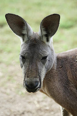 Wall Art featuring the photograph Just Chilling by Richard Reeve