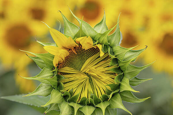 Sunflower in Bloom Wall Art