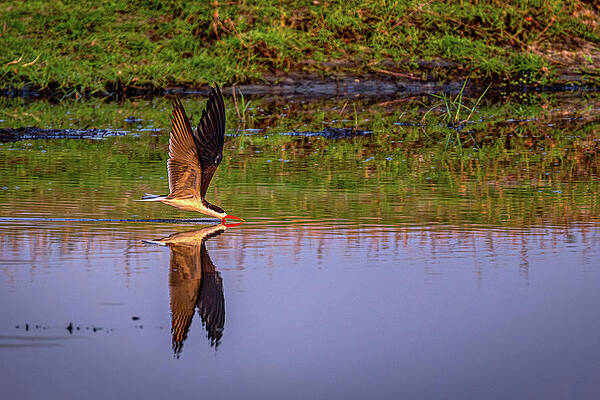 Wildlife Photograph - Just Skimmin' The Surface by Maryanne Keeling
