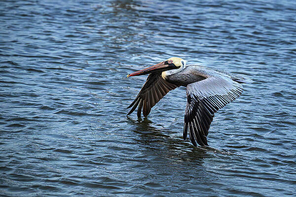 Wildlife Photograph - Just Testing The Waters by Maryanne Keeling
