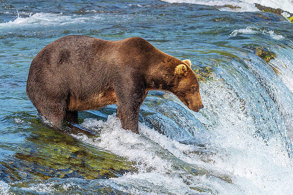 Bear Fishing in Stream Wall Art