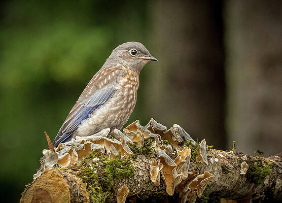 Wall Art featuring the photograph Juvenile Bluebird by Jean Noren