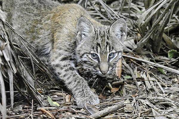 Nature Photograph - Juvenile Bobcat On The Prowl by David McKinney