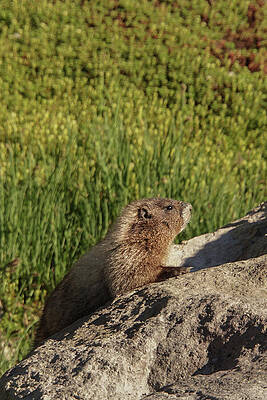 Wilderness Wall Art featuring the photograph Juvenile Hoary Marmot On A Rock At Mount Rainier National Park by Nancy Gleason