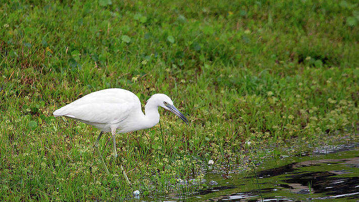 Wall Art featuring the photograph Juvenile Little Blue Heron by Gina Fitzhugh