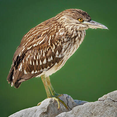 Wildlife Wall Art featuring the photograph Juvenile Night Heron by Joe Fisher