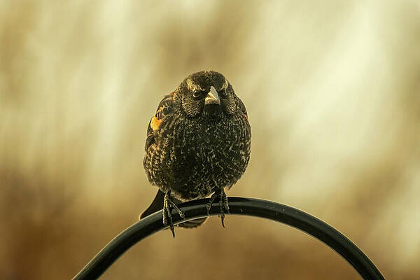 Nature Wall Art featuring the photograph Juvenile Red-winged Blackbird 2 by Dodie Ross