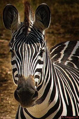 Animal Photograph - Juvenile Zebra Stare by Rene Vasquez