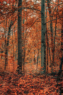 Photograph - Juxtaposition by Rich Kovach