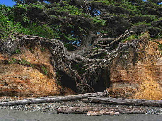 Tree Photograph - Kalaloch Tree Of Life Root Cave Closeup, Washington by Abbie Warnock