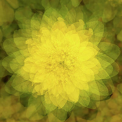 Yellow Wall Art featuring the photograph Kaleidoscope Of Petals by Elvira Peretsman