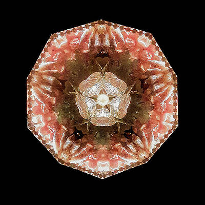 Geometric Wall Art featuring the photograph Kaleidoscope_13 by Mark Triplett