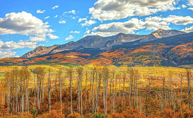 Wall Art featuring the photograph Kebler Pass Colorado Aspens In Fall by Dan Sproul