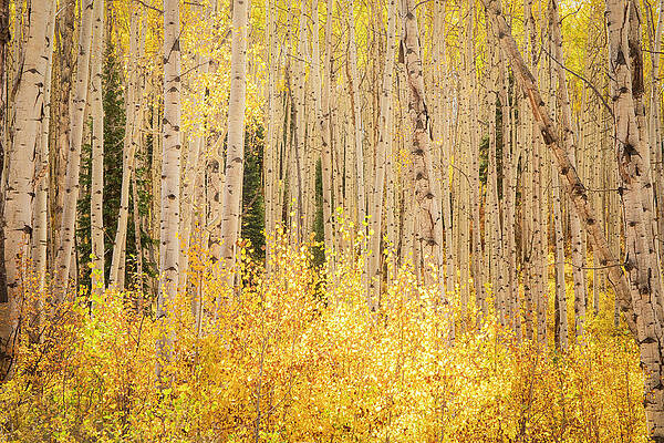 Wall Art featuring the photograph Kebler Pass Golden Forest by Dan Sproul