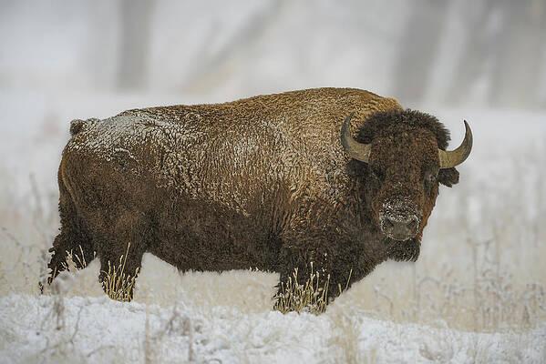 Colorado Photograph - Keep Your Distance by Jon Snyder