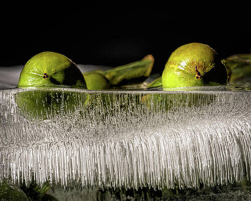 Closeup Wall Art featuring the photograph Keep Your Head Above The Ice by Elvira Peretsman